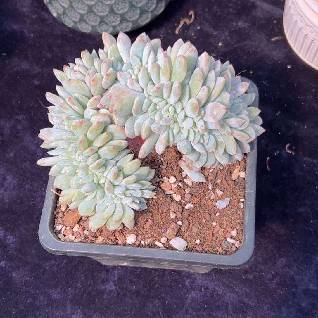 新年快乐 新年快乐