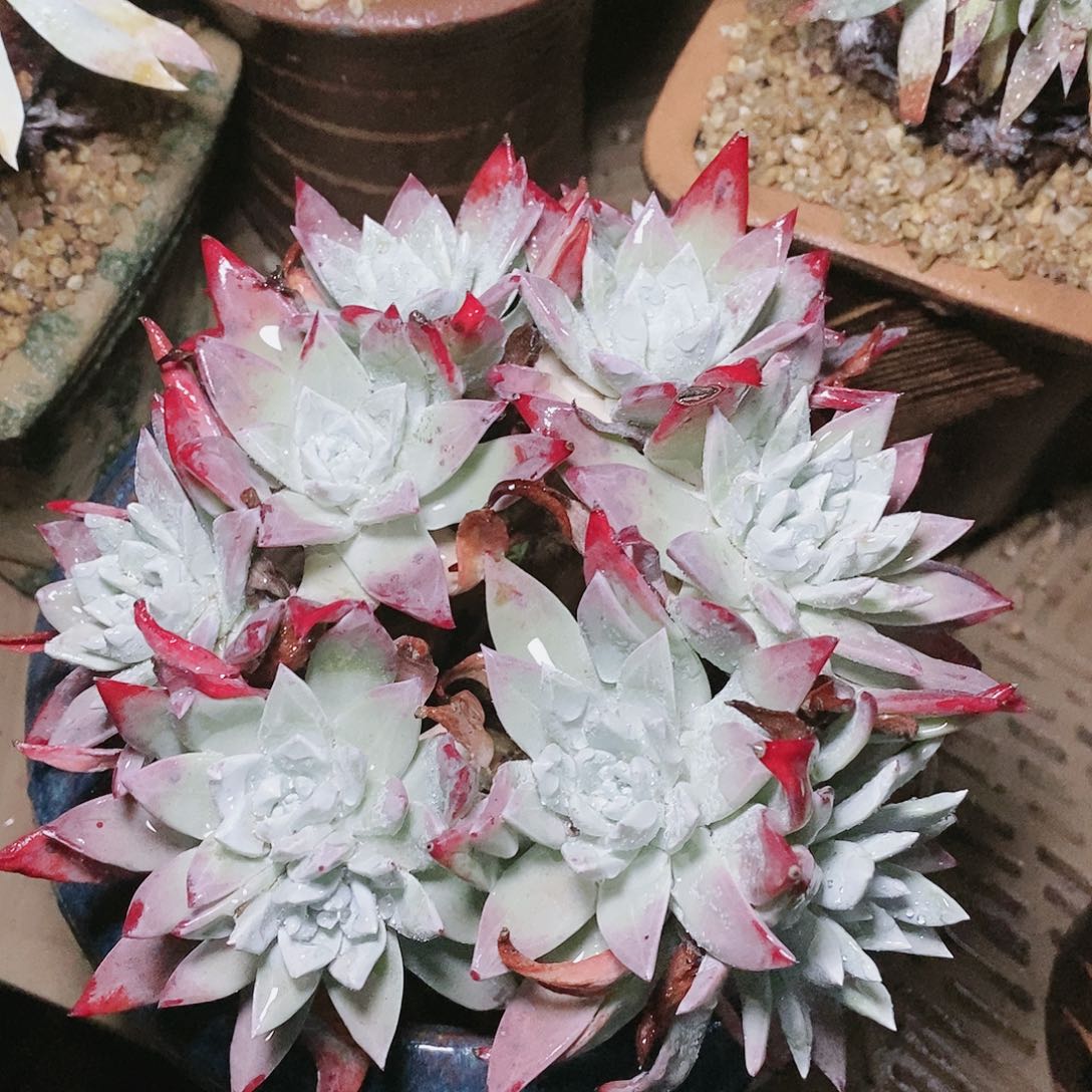 【闪购商品】哈哈哈哈流丹白豪苹果叶多肉2031