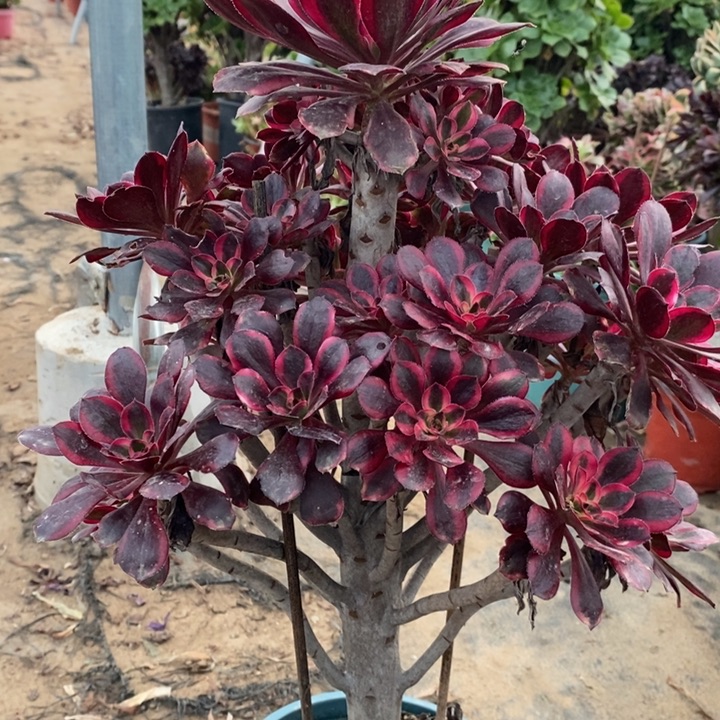 丽娜48多肉植物法师法师