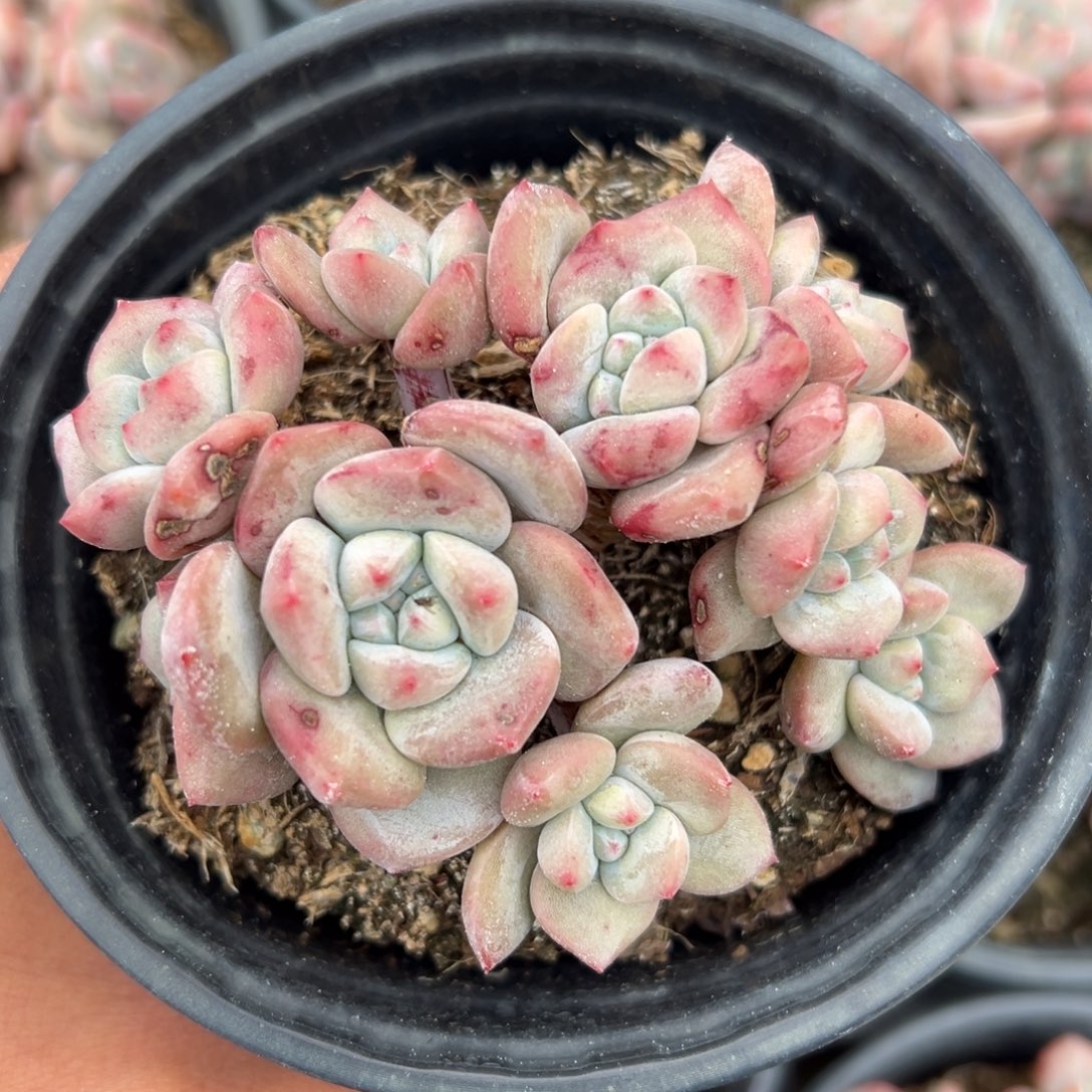 优*新年快乐 新年快乐