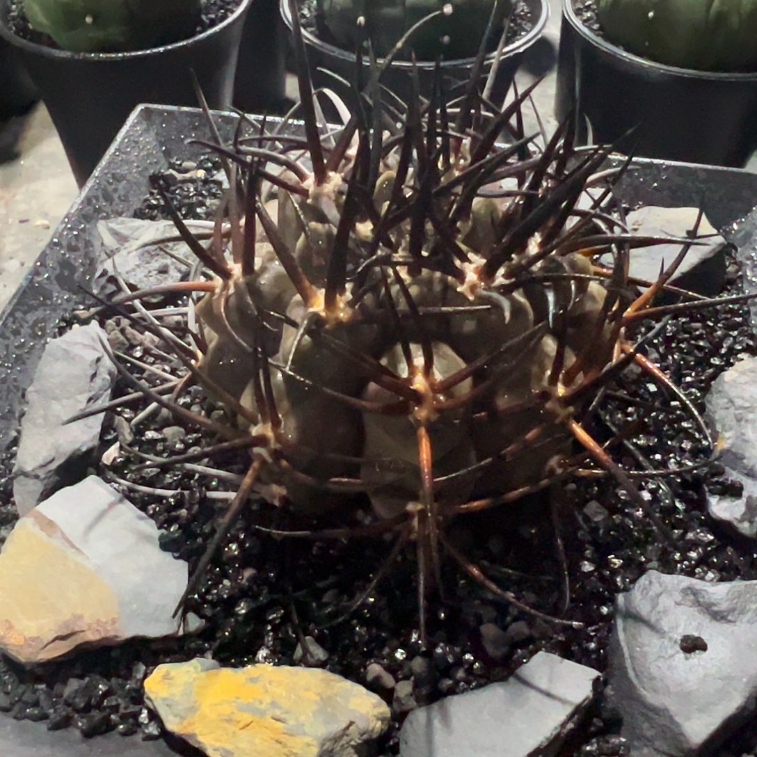 苗接自根守金摩天龙脱土发货