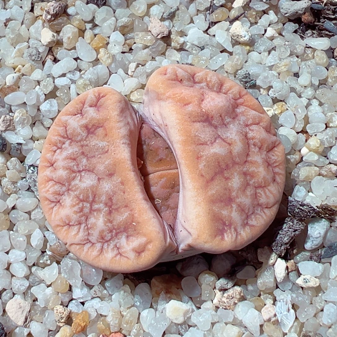 1202-339多肉多日拿铁2.8