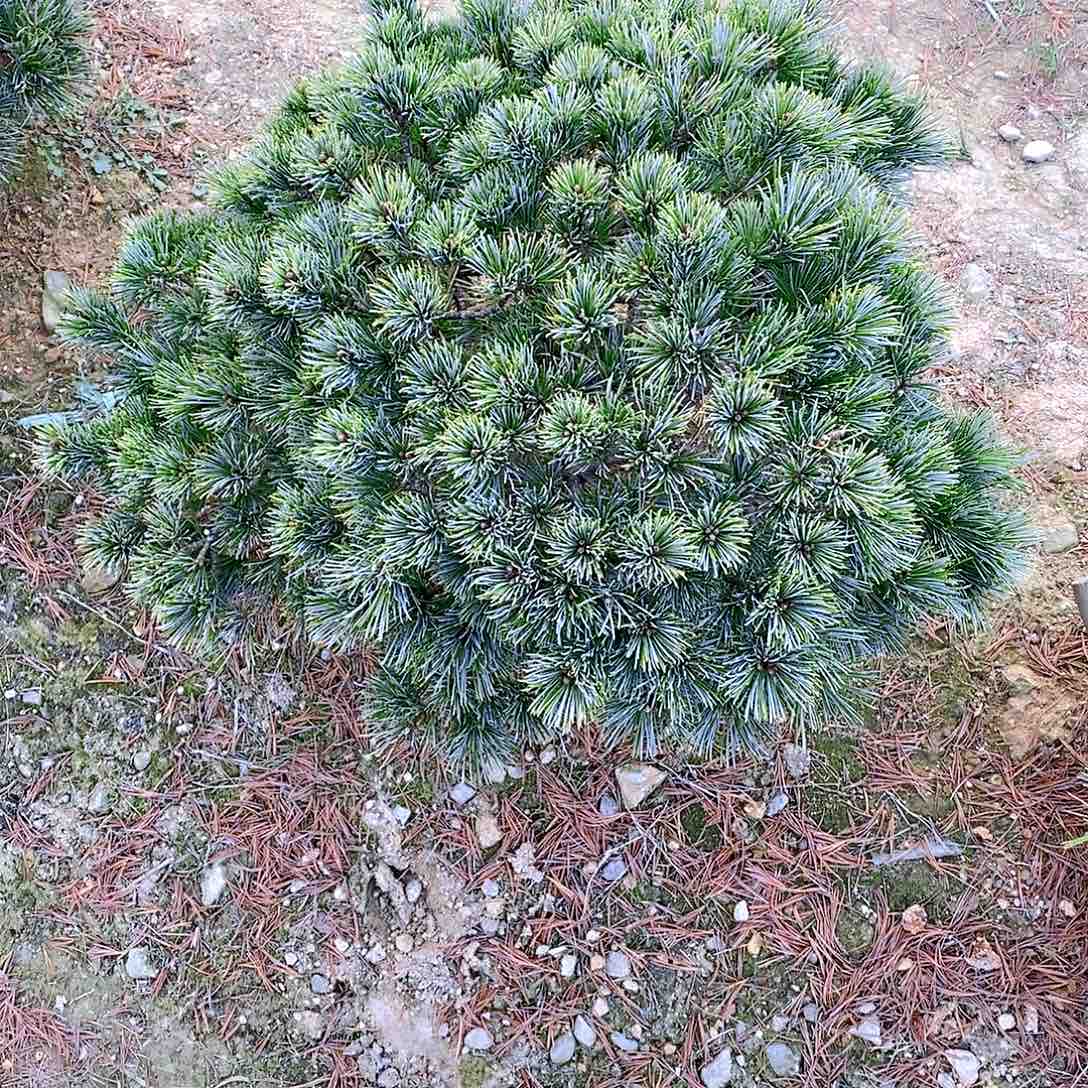 【闪购商品】无花朵兔地苗不退不换