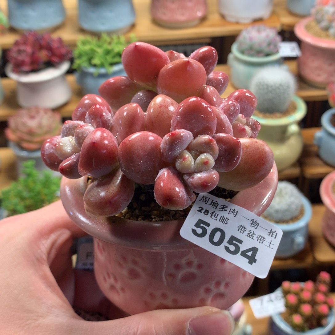 5厘米盆精控多肉5054