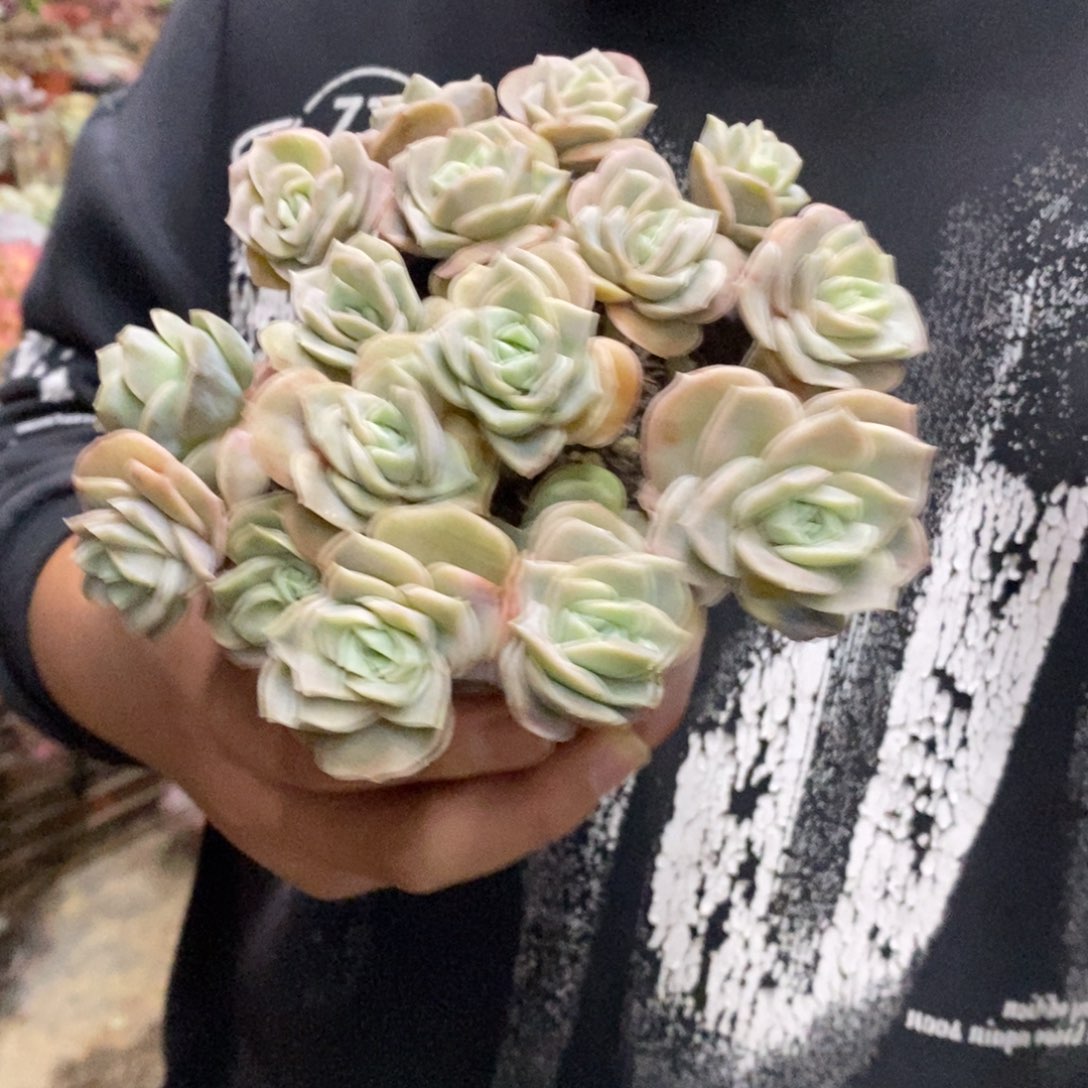 可爱玫瑰散装带盆土十头起发一盆