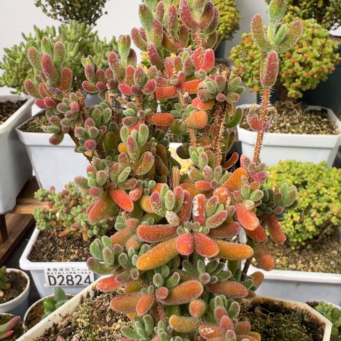 D2829琉璃一物一拍