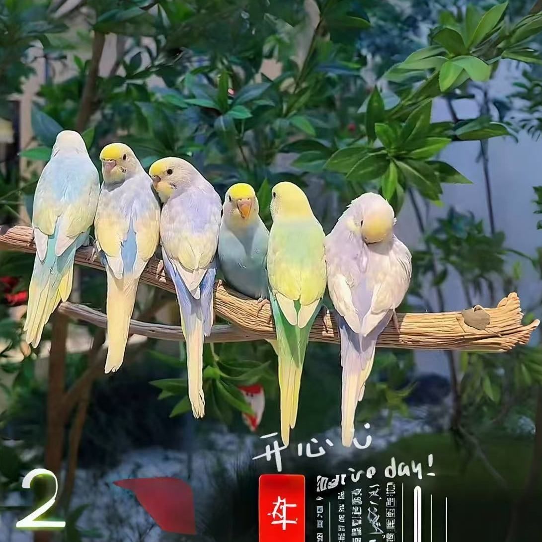 手养金彩鹦鹉特色虎皮双金双显双彩蓝色紫色花色一对一挑选