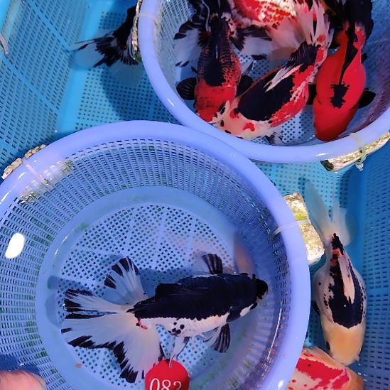 小***胖金鱼083巨人百褶泰狮一条特价顺丰包邮