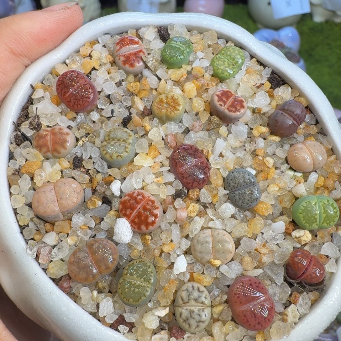 多肉植物福利冲653