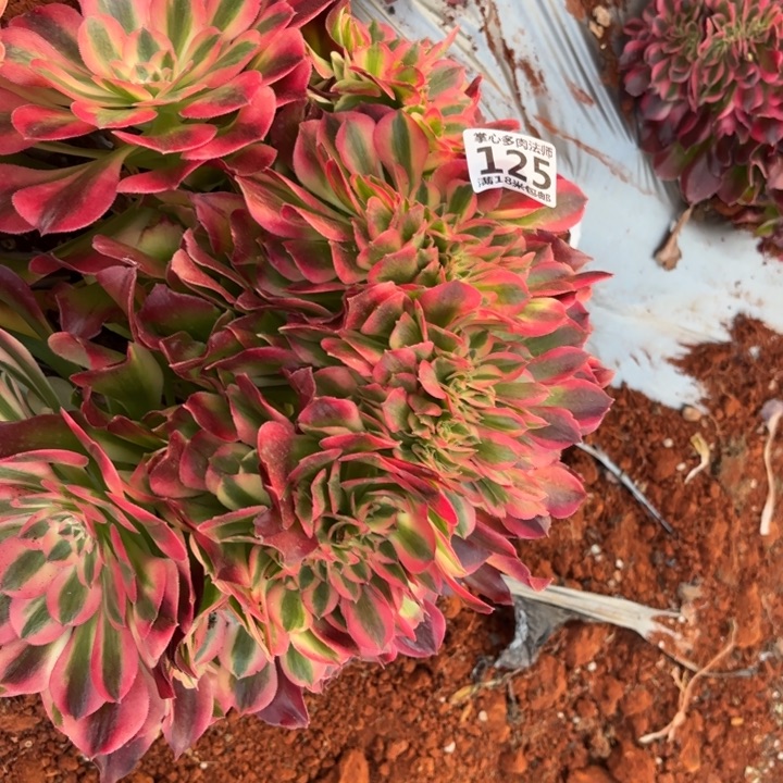 125香妃缀化掌心多肉法师锦，