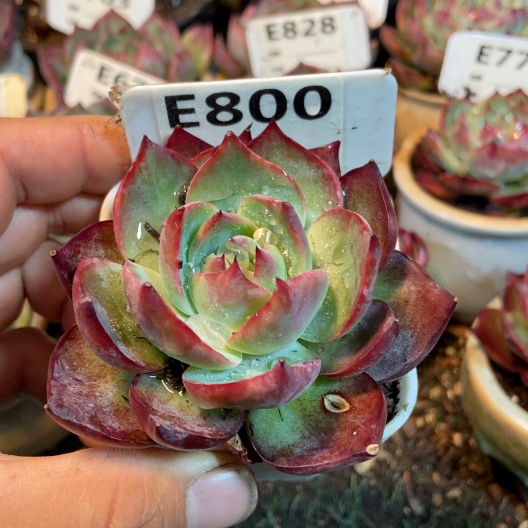 惊鸿一瞥800号楼多肉