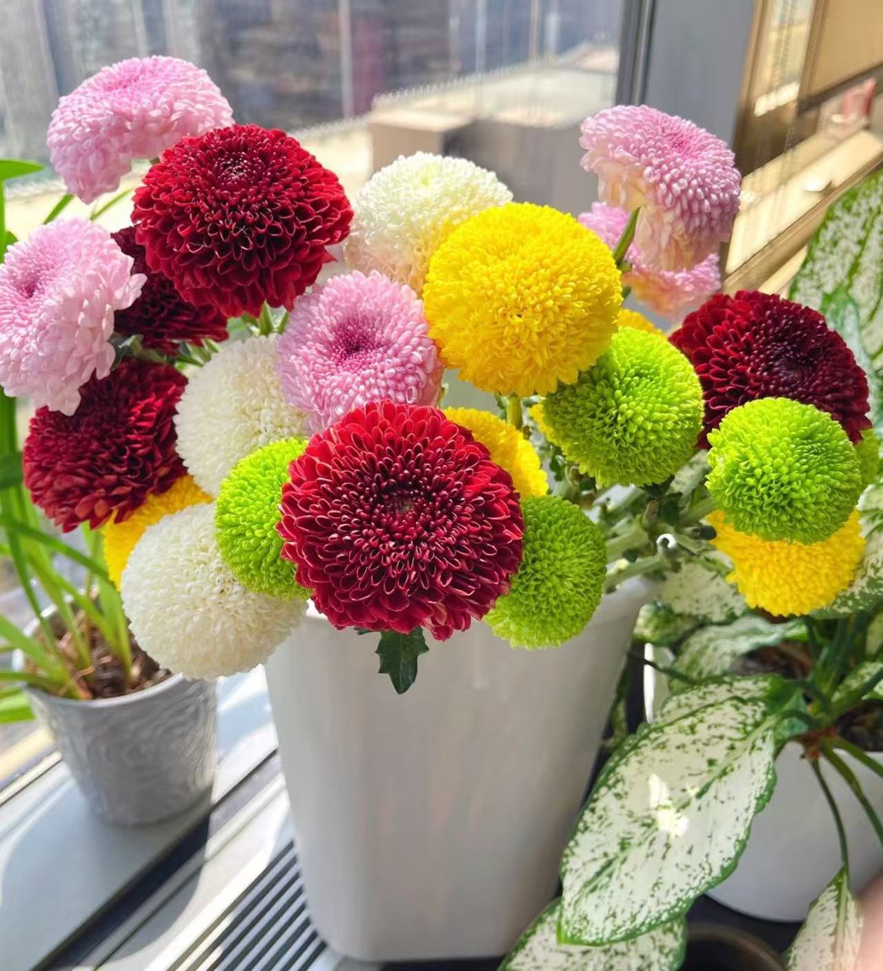 【李先生】多色乒乓菊室内外观赏盆栽带花苞发货