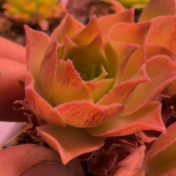 HD505    侧芽  帕美至爱黄金体x龙母x晶钻等