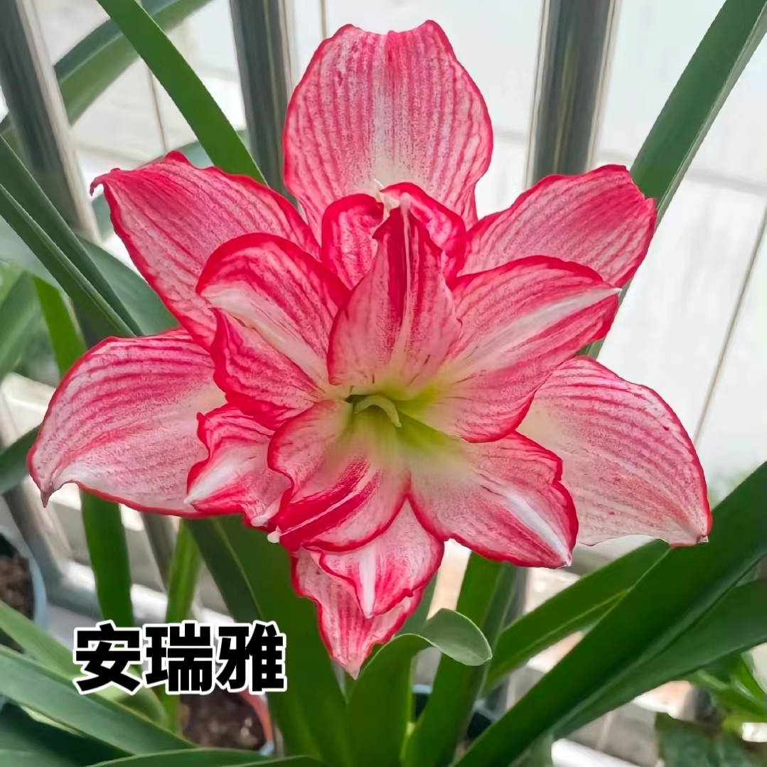 【安瑞亚】朱顶红澳朱重瓣基地自然种球浓香室内盆栽四季开花植物