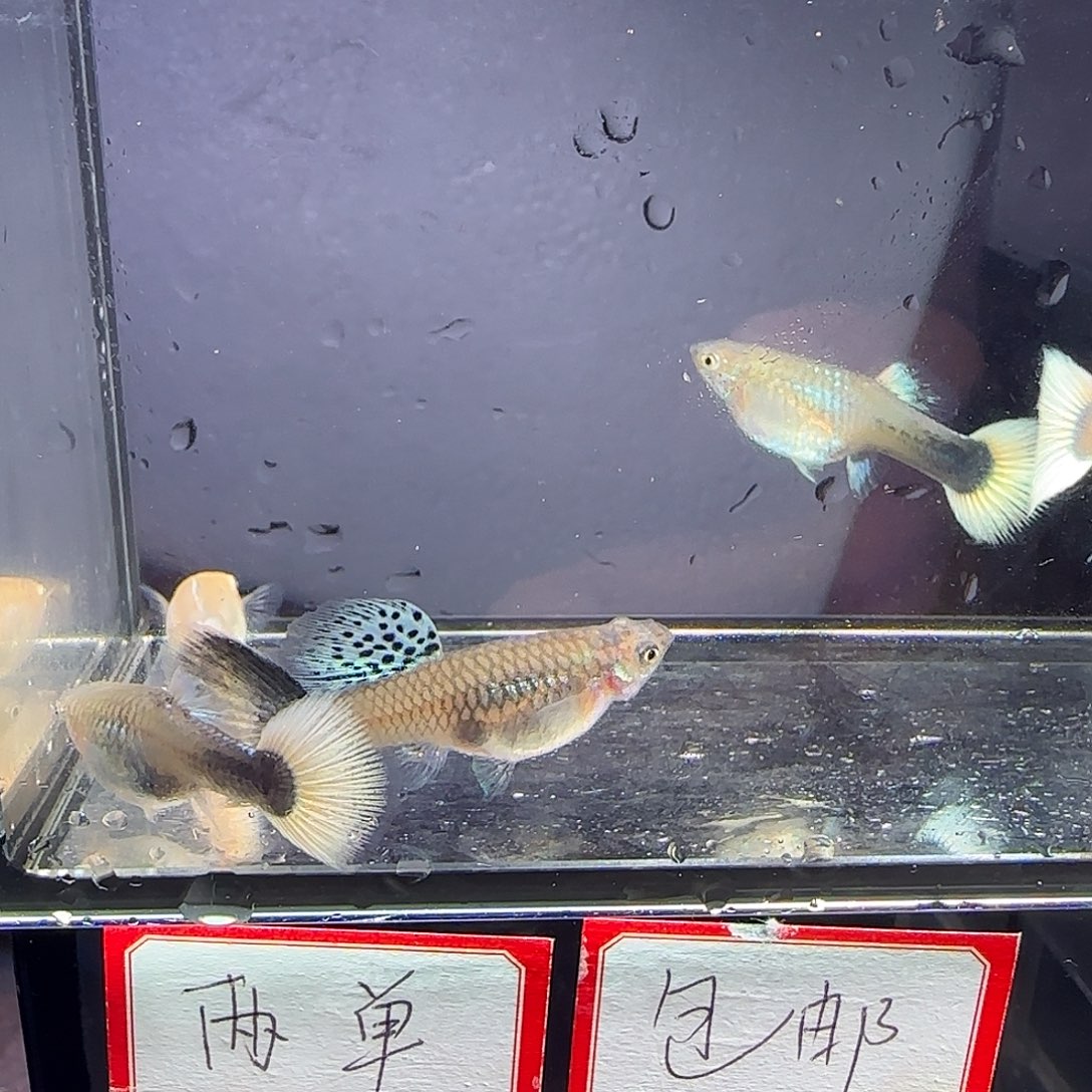 孔雀鱼大肚母鱼五条