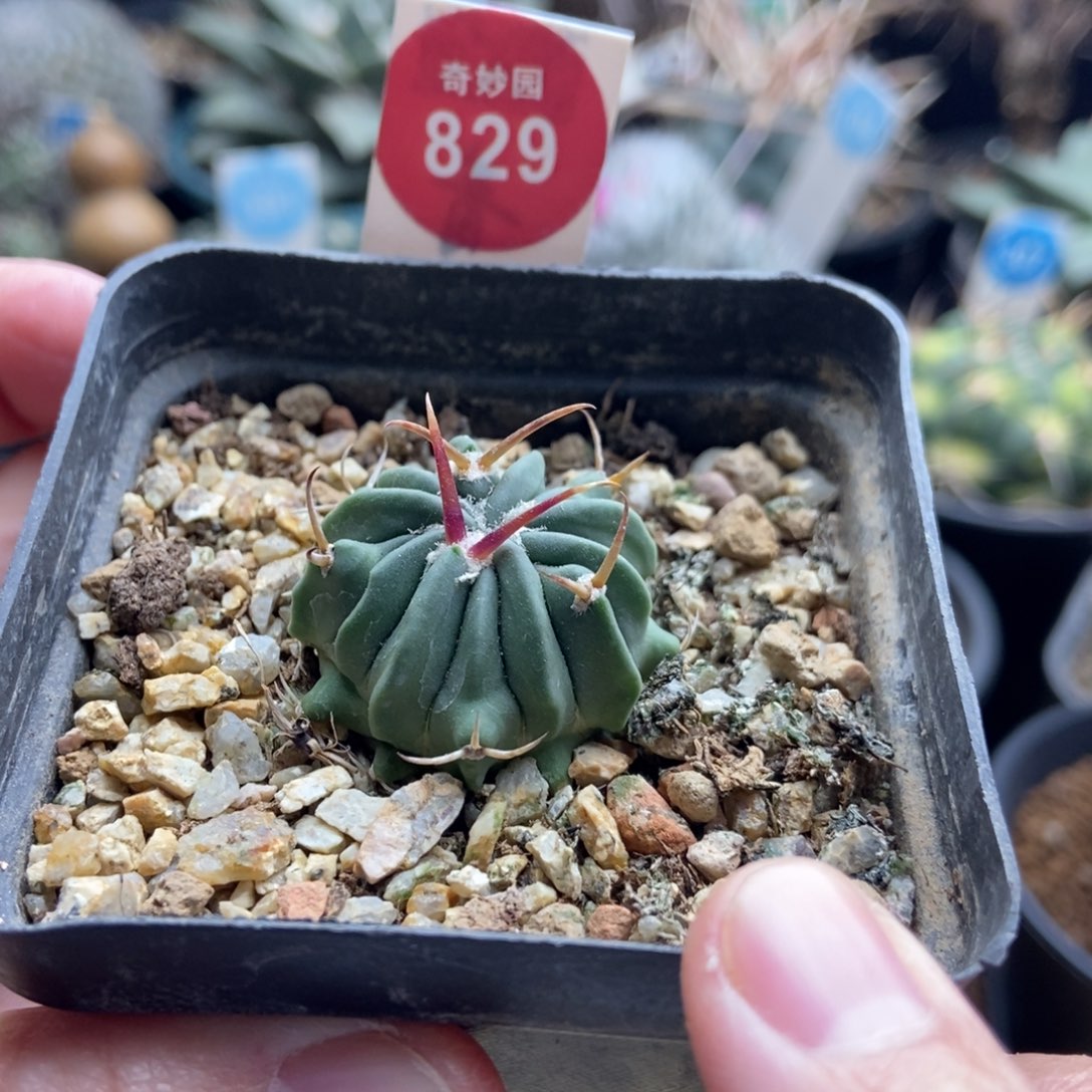 实生豪刺龙剑丸2.9cm