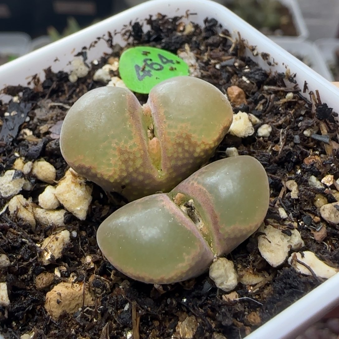 漂漂亮亮多肉植物464