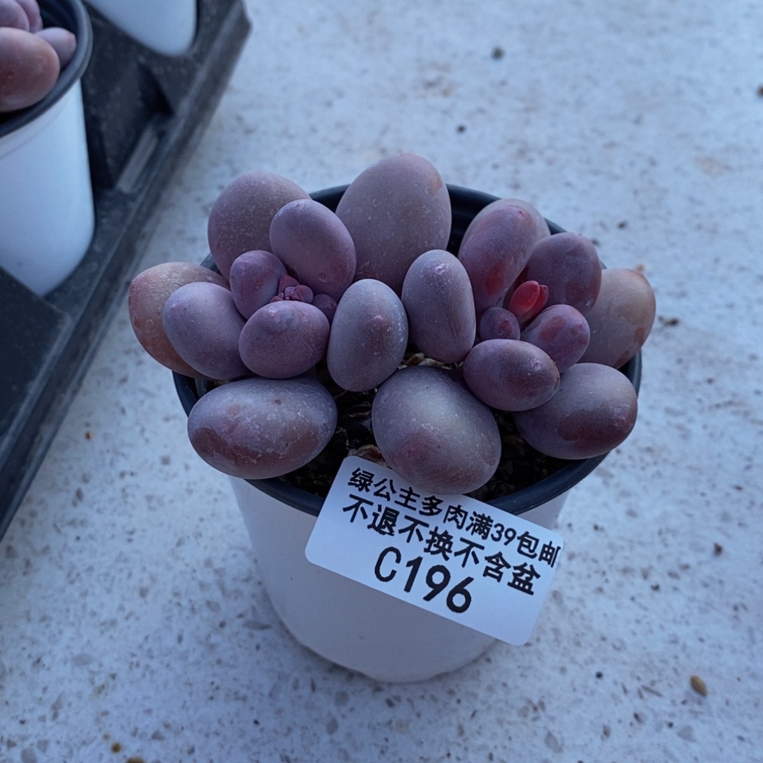 196蛋黄奶多肉7cm