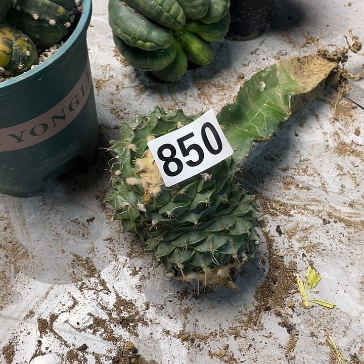 完全开放850帝冠一个群