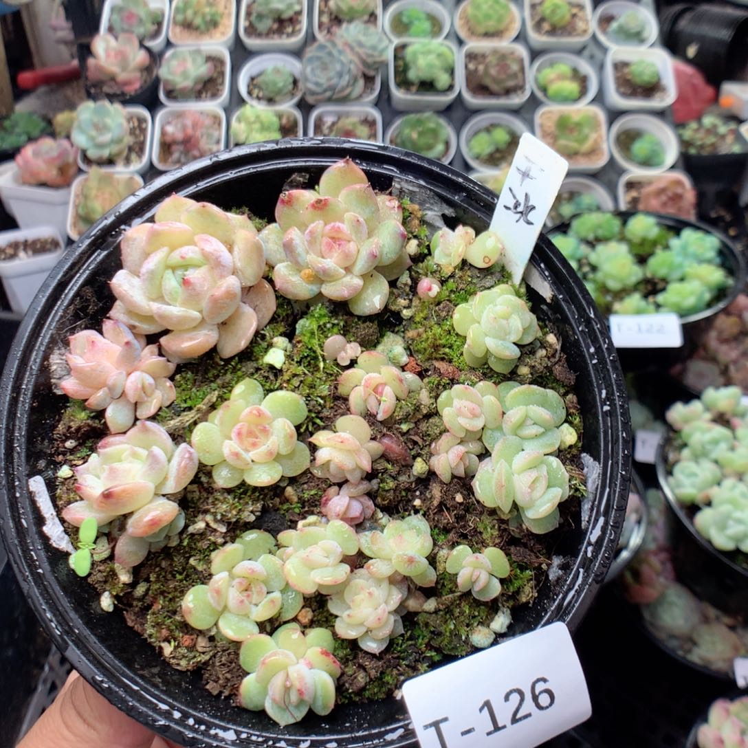 无花朵T126英语英语