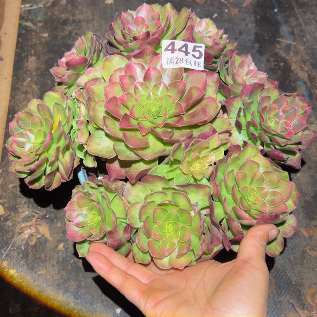 多肉植物445脱土的