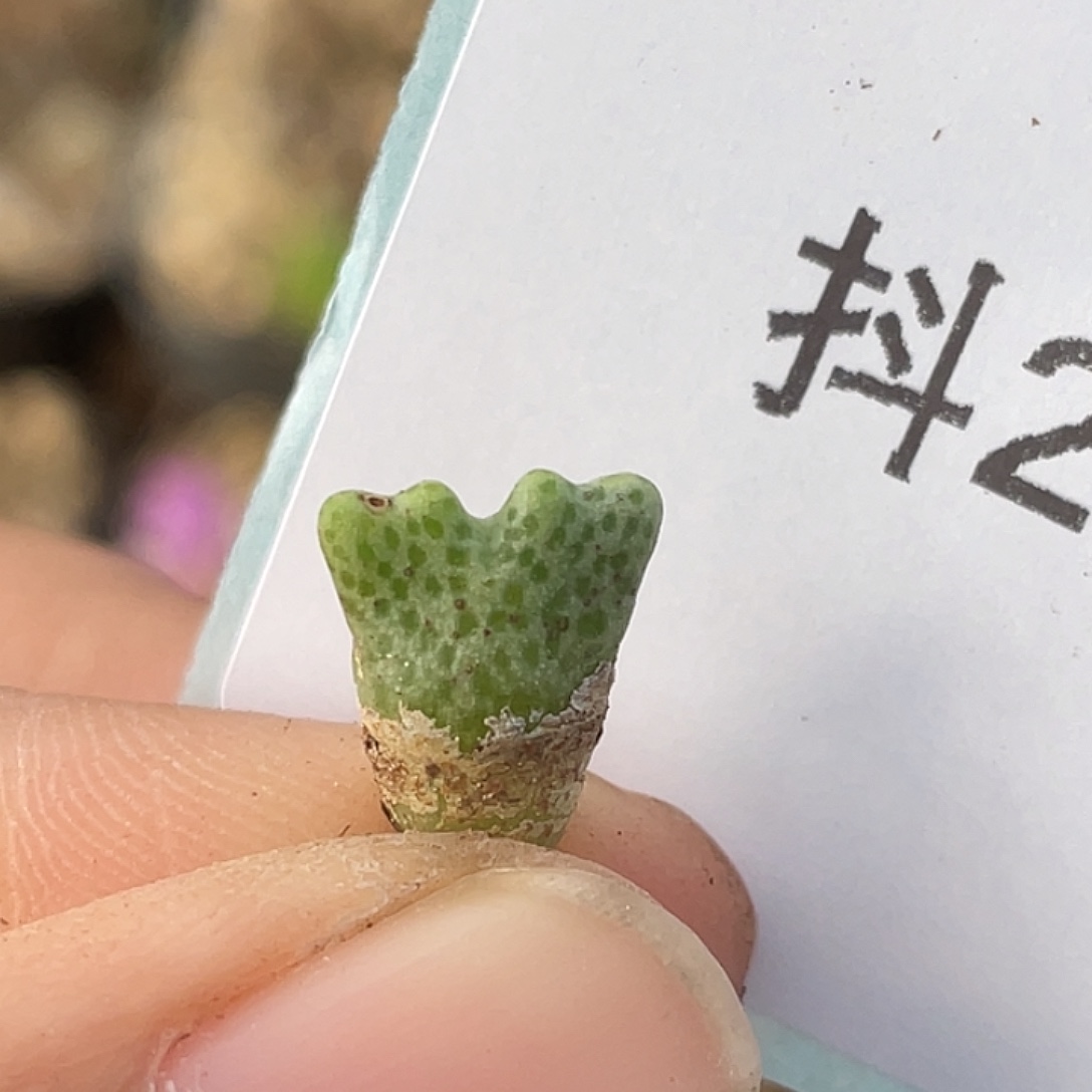 2-29鹿角斑马肉锥