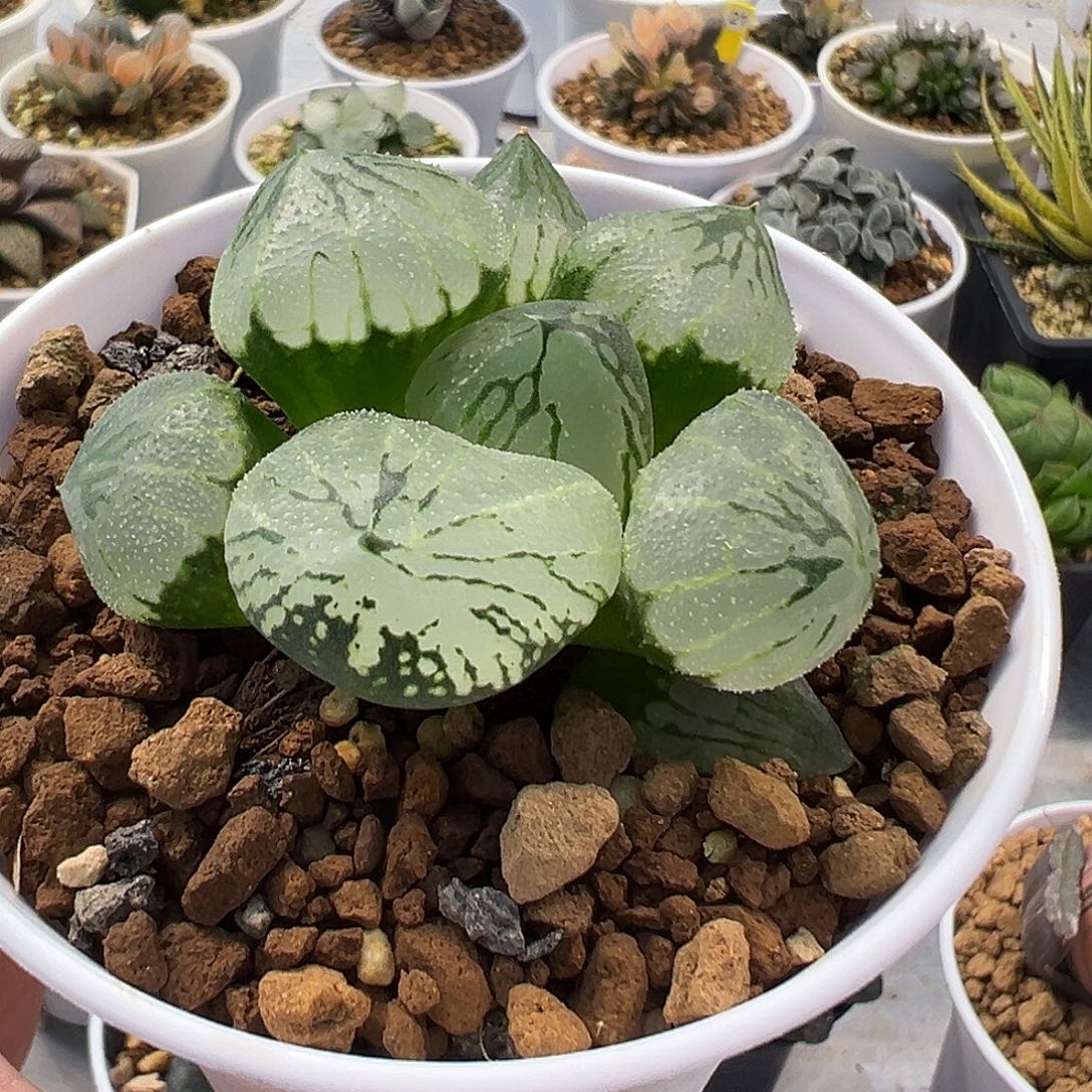 杨贵妃十二卷多肉植物