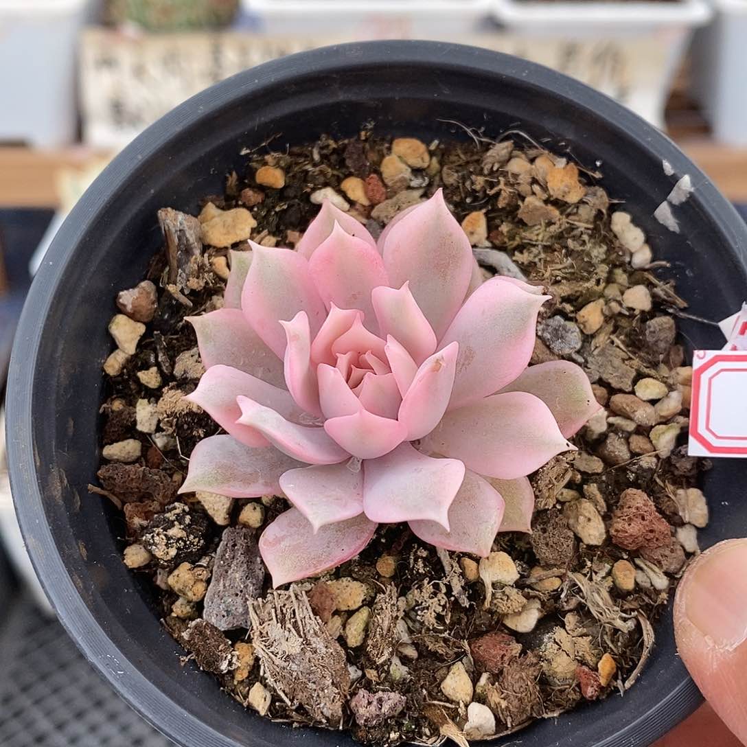 2799 粉蝶覆轮锦