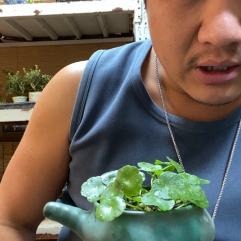 红陶一物一拍所见即所得73