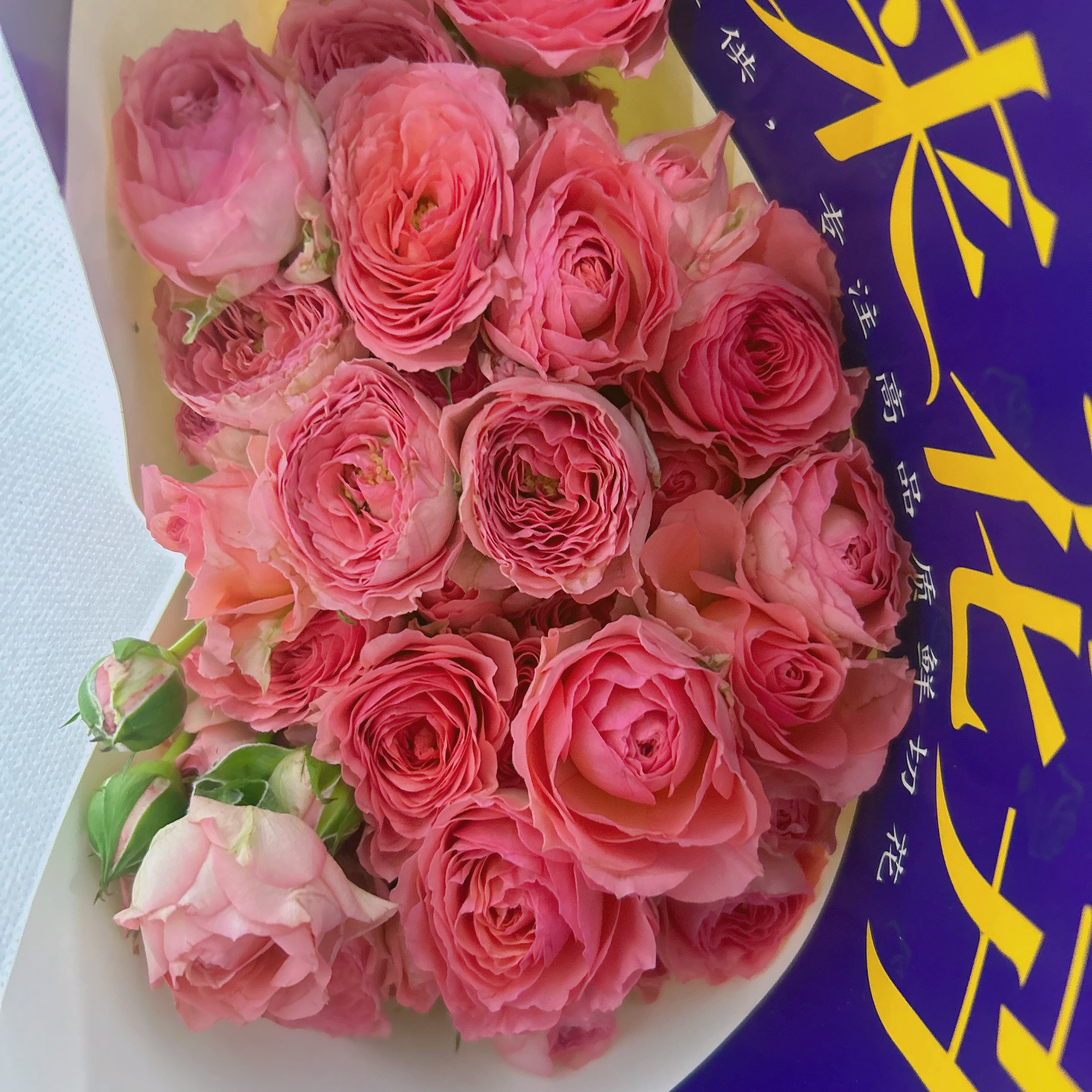 【云南鲜花】多头（测试）玫瑰 1单普通包邮，2单以上顺丰冷链