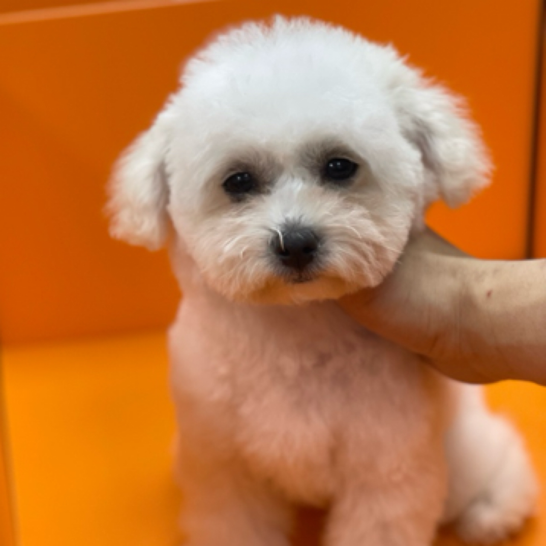 小体白泰迪白贵宾妹妹可爱白色宝宝性格乖巧幼犬纯种