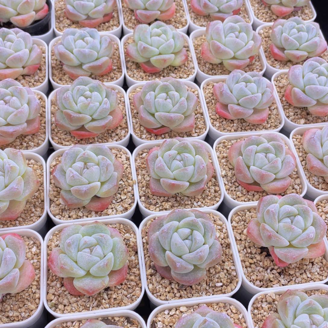 量拍100号 樱花钻石冰玉单头2个