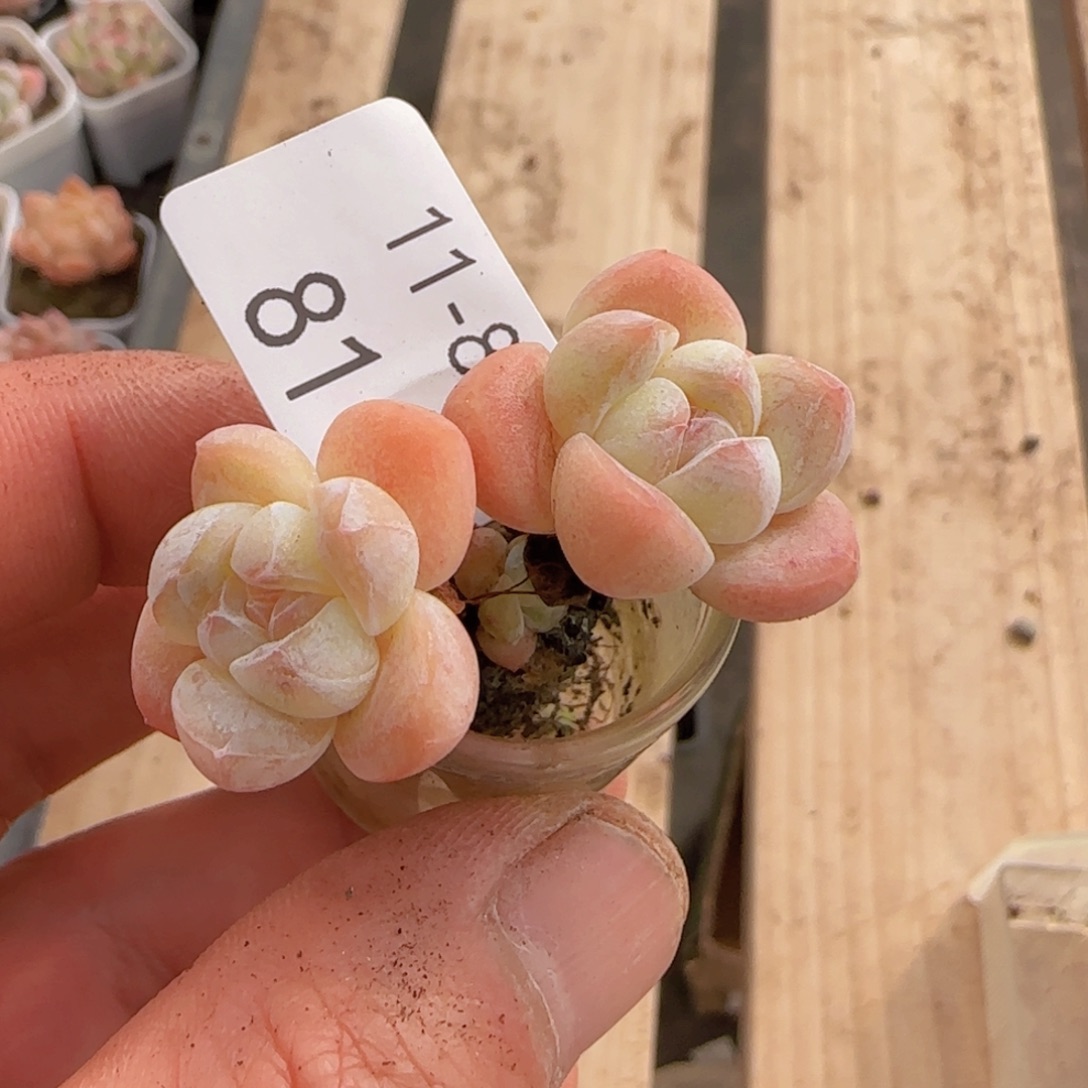 双头老桩冰玉一颗脱土