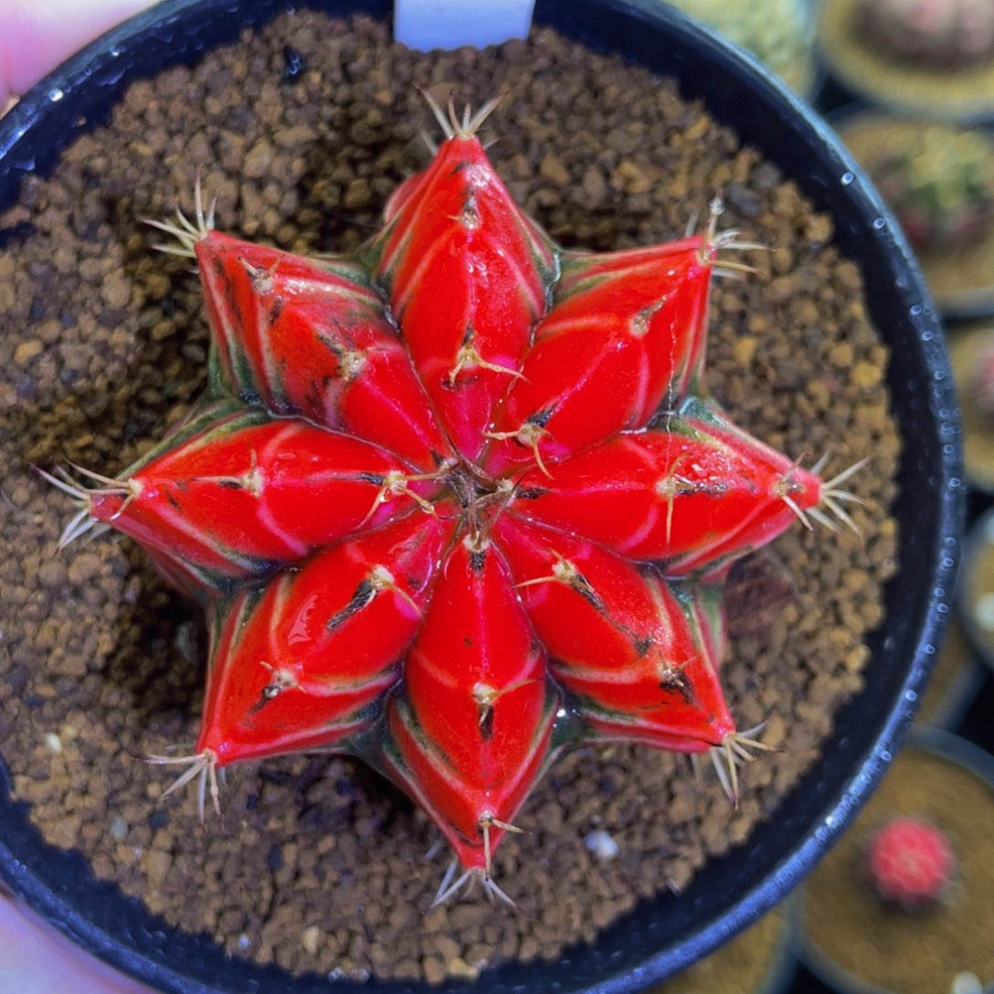 上海红实生00000000019