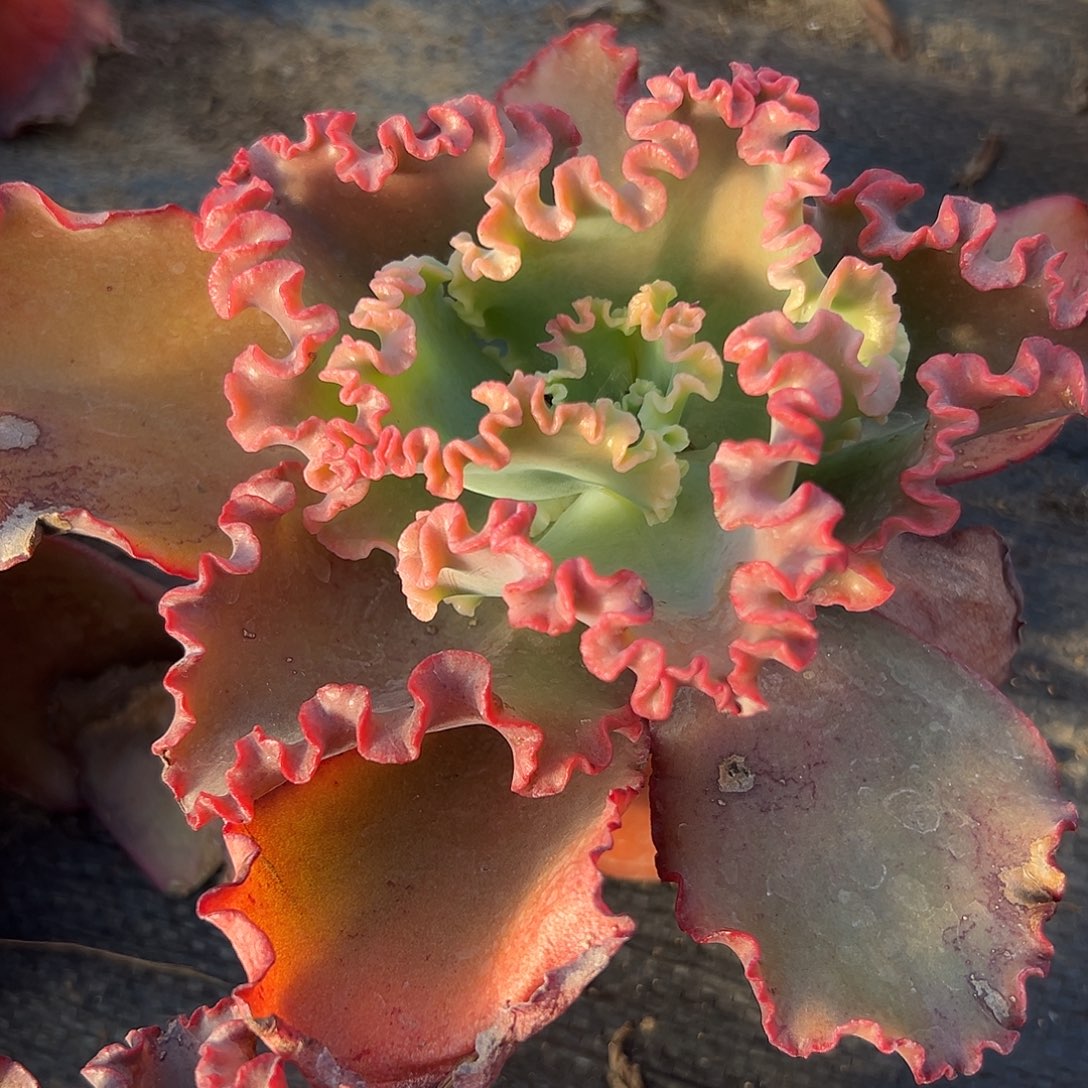 多肉植物女王花笠