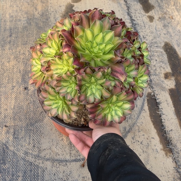 88韶华法师多肉断枝不包