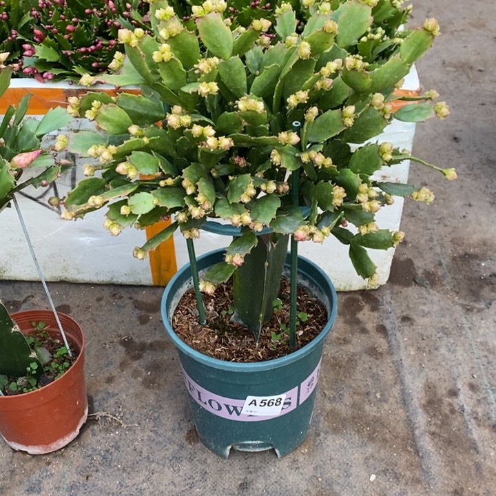 当前无花栽培后可以开花翱**海568嫁接028