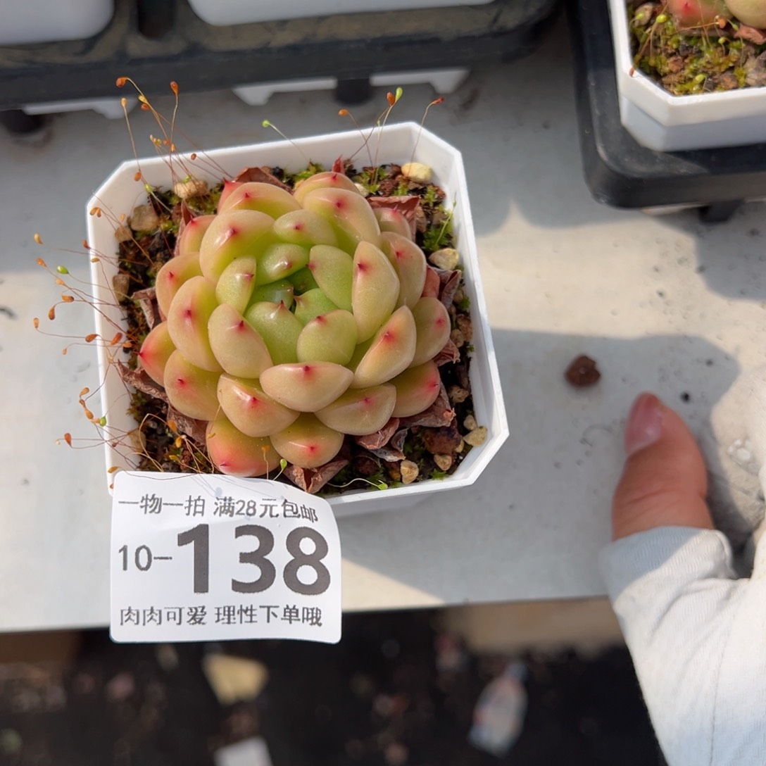 莱拉多肉多肉多肉多肉