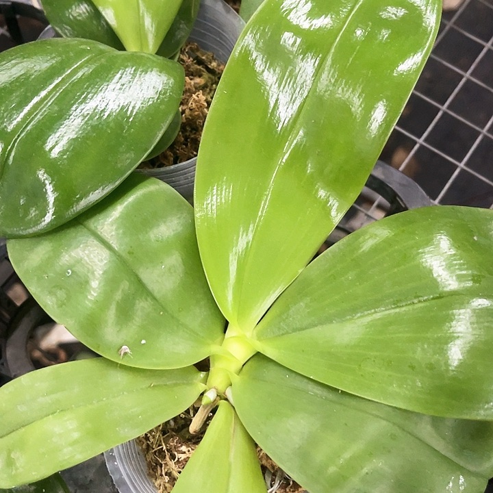 当前无花栽培后可以开花纱美娜带剑