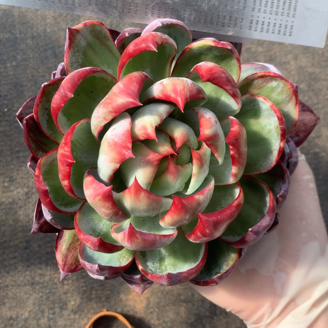 瑞***雪2273号多肉植物惊鸿15厘米