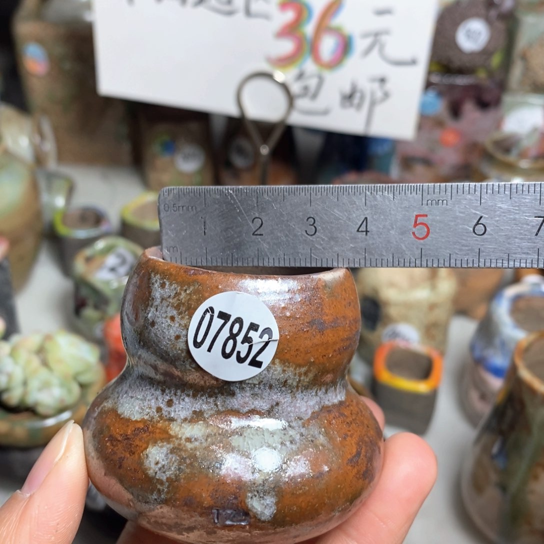 花盆拍5送一个小礼物