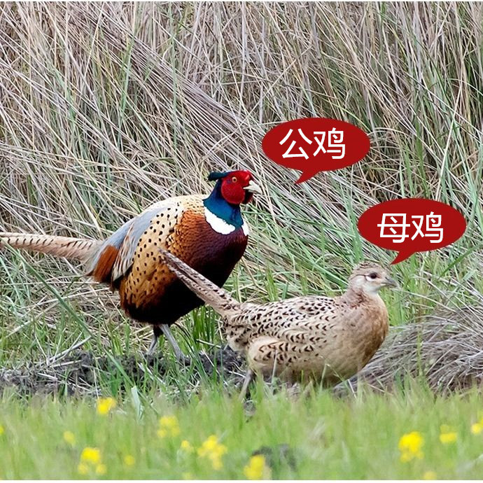 彦伯生鲜七彩山鸡 母鸡2.-2.5斤*2只装