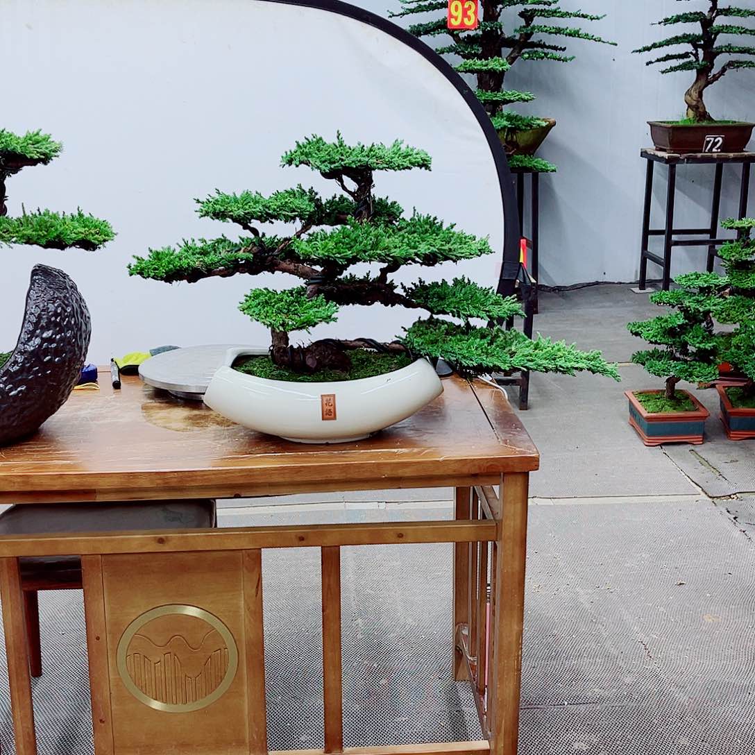 无花朵精品盆景一物一拍