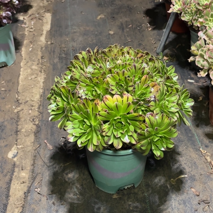 16碧火多肉植物多肉多肉