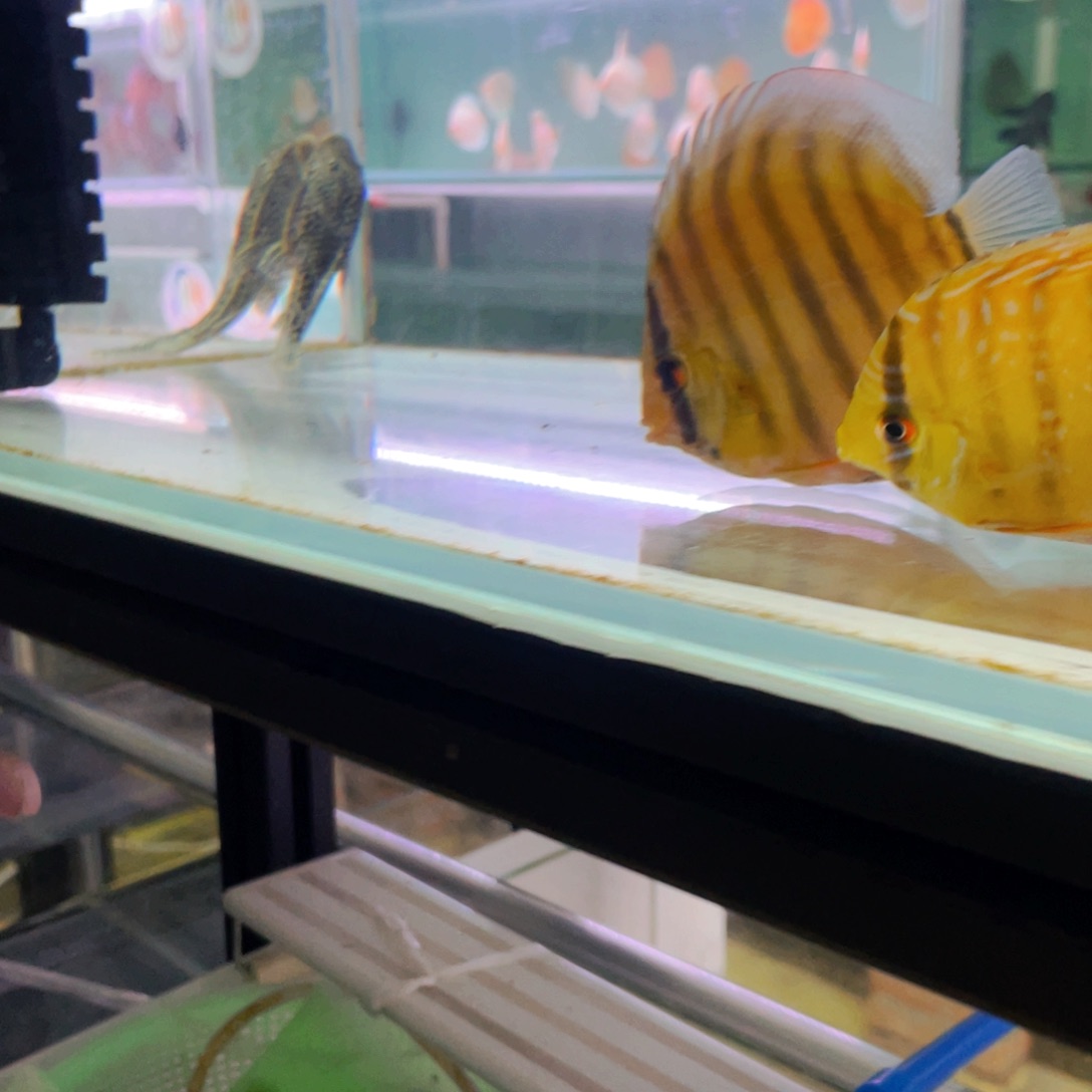 神仙鱼天*健野菜第一代