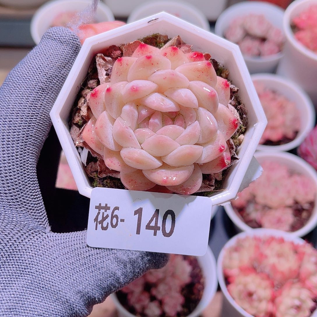 花06-140明月心双心