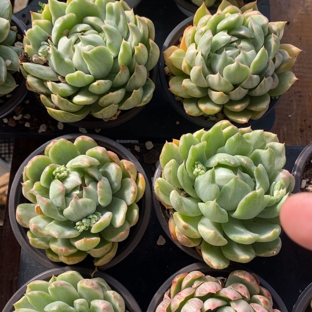 福利量拍女王玛利亚