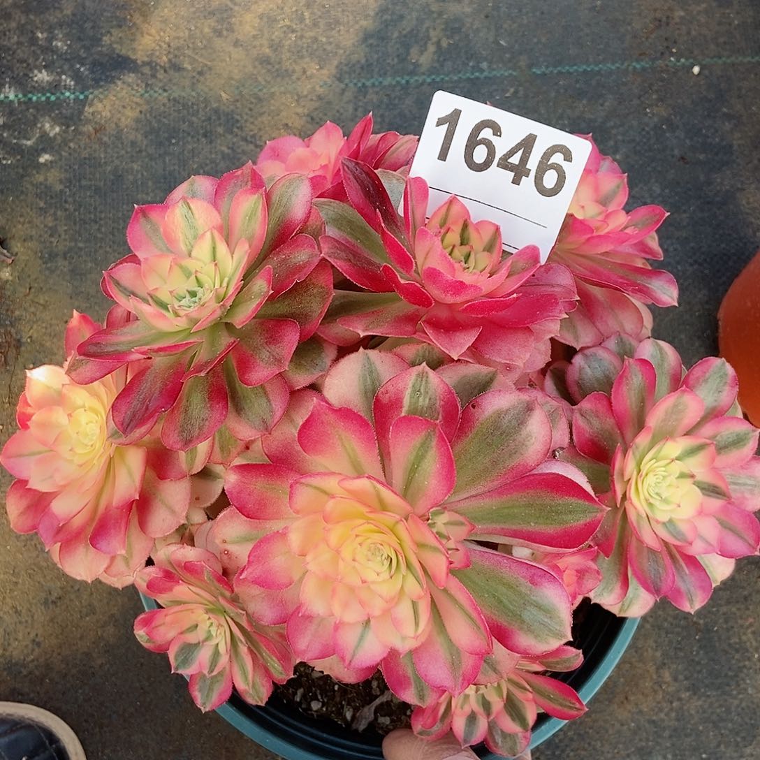 红陶1646倾城4冠服18.20