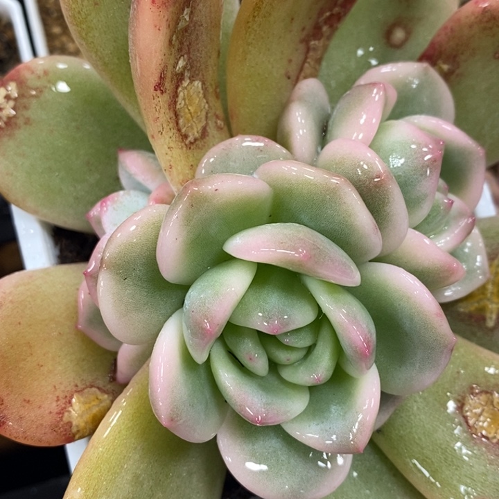 511梦露锦底座三头福伦锦