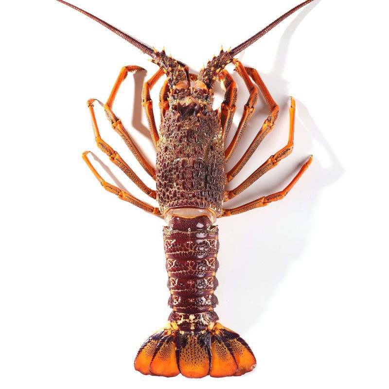 （仅限珠三角地区）鲜活澳洲龙虾一只